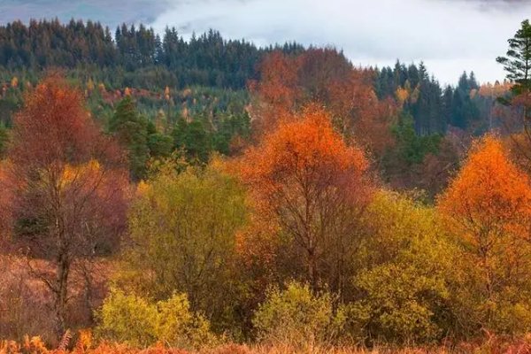 什么是公秋和母秋