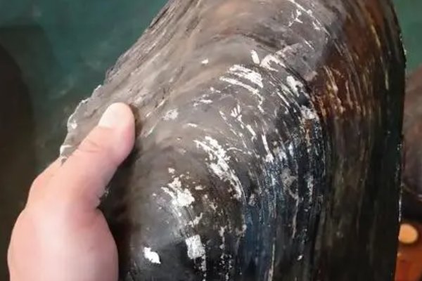 开妦是什么意思