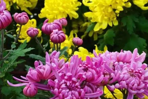 咏菊的诗句都有哪些有名的？