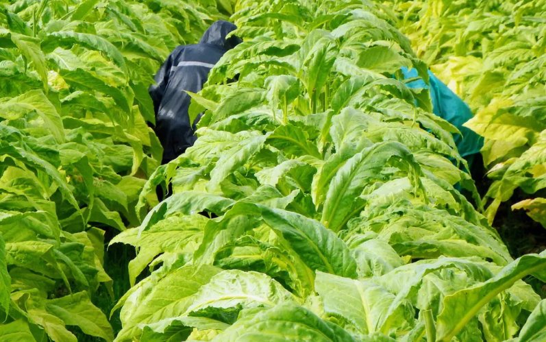 大量种植烟草会导致什么结果