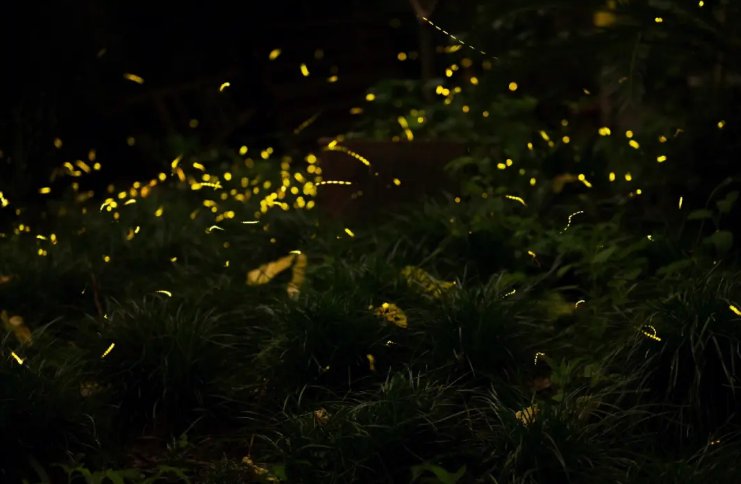 照夜清指的是哪种昆虫蚂蚁庄园