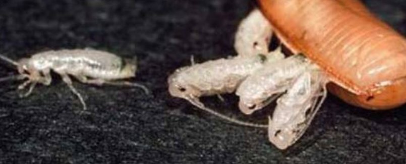 蟑螂卵长什么样的?