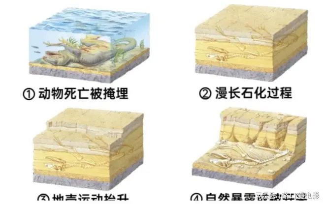江西武宁县一工地发现数枚疑似恐龙蛋化石，它为何能保存这么久？