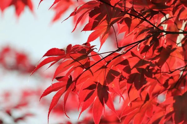 什么是公秋和母秋