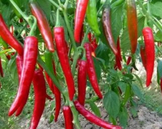 龚自珍和李白哪位诗人能吃到辣椒？