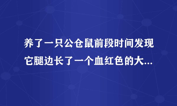 养了一只公仓鼠前段时间发现它腿边长了一个血红色的大肉瘤，刚刚又发现香线边上也长了一个肉瘤肉色的。急急