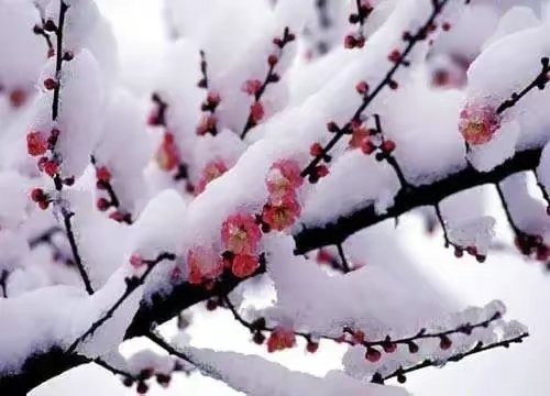 一石二鸟是什么意思？