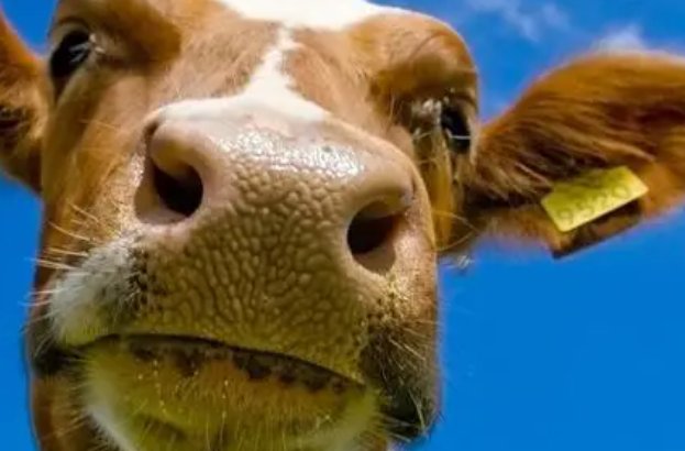 卖犊买刀歇后语