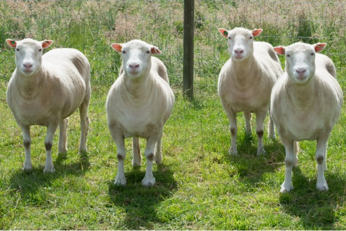 水满则溢是指什么动物