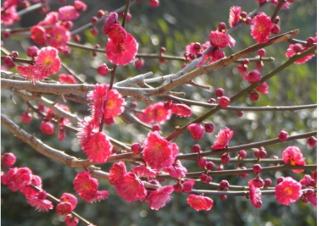 梅花代表什么人？