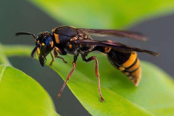 一家三口采板栗被胡蜂蛰伤,被蜂蜇伤要怎么处理?