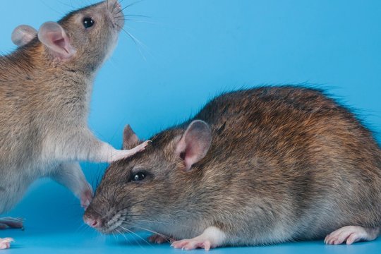 臭名昭著指什么生肖最准确