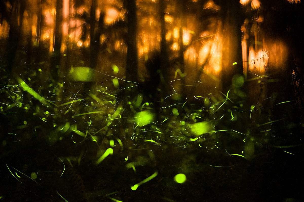 卖萤火虫年入百万，你见过哪些神奇的赚钱手段