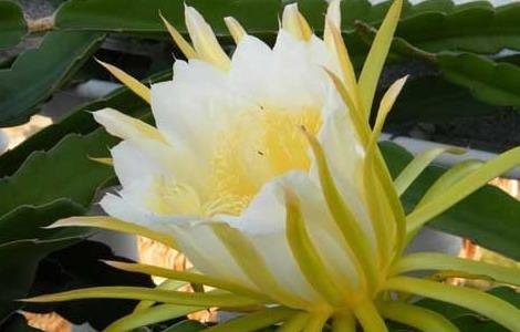 火龙果是什么的果实？