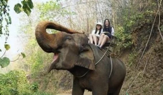 泰国游客投喂大象被卷起暴摔身亡，该如何正确投喂？