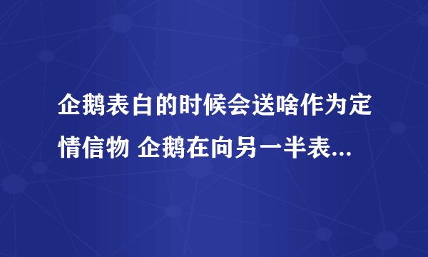 企鹅表白的时候会送啥作为定情信物 企鹅在向另一半表白的时候会送什么作为定情信物