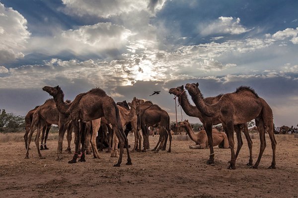 鳄鱼和骆驼是一类动物吗？