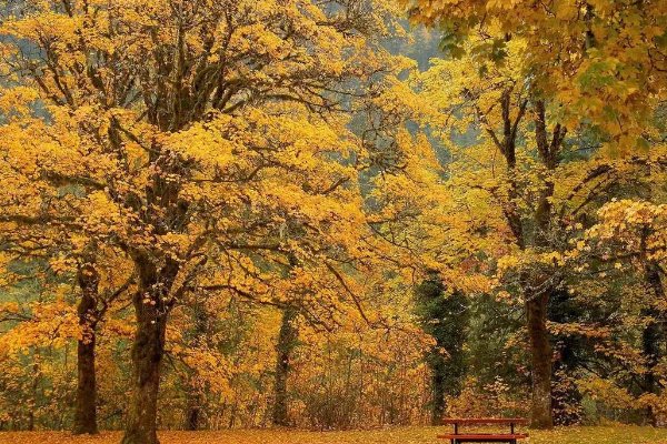 什么是公秋和母秋