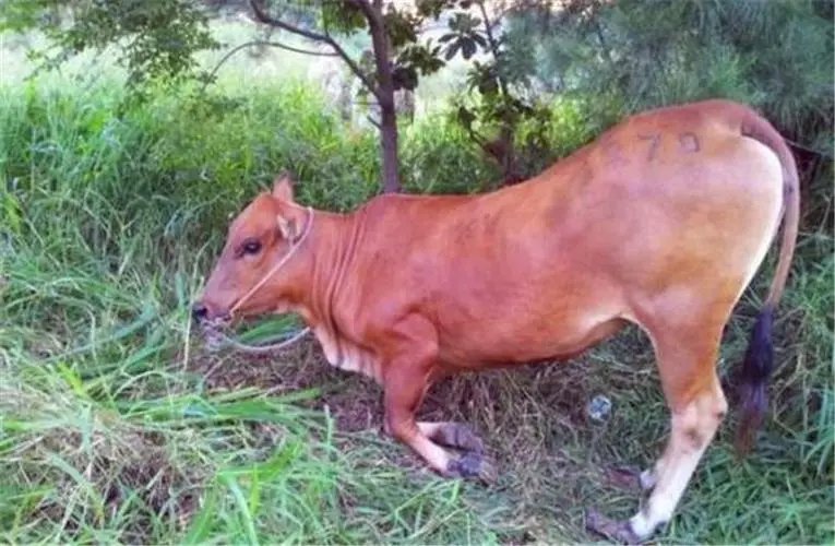 2岁母牛被卖跪地不走感动网友,纷纷留言不要杀了,最后的结果如何?