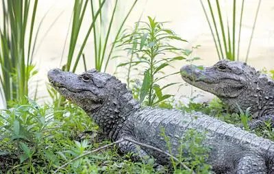 美国一鳄鱼20秒将1.8米同类整个咽进肚，动物界为何有同类相食的现象？