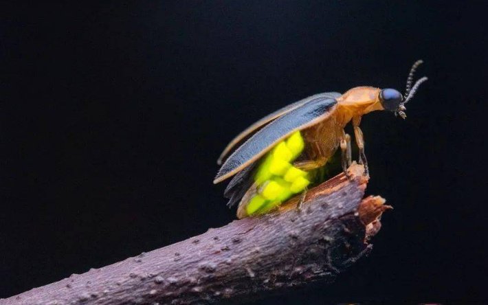 照夜清指的是哪种昆虫蚂蚁庄园