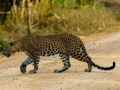 第二只外逃豹子后掌疑断裂缺失,在逮捕这只豹子的时候发生了什么?