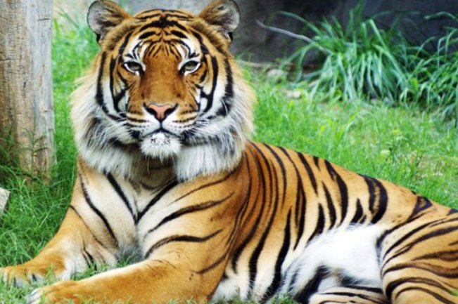 官方回应击毙外逃老虎，为什么这两只老虎不能被放归野外？