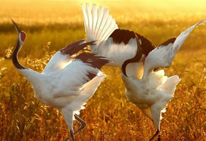 鹤的拼音是什么