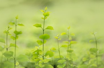 小草有怎样精神