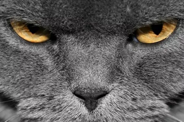 恼羞成怒是什么意思解释