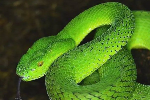 长春男孩网购宠物蛇被咬进ICU,律师对此有何表示?