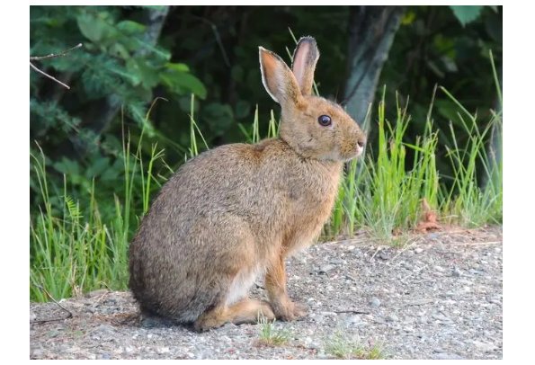 rabbits是什么意思