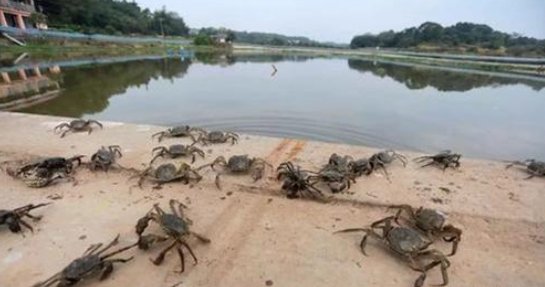 三沙的螃蟹被台风吹飞上岸，这是怎样的场面？