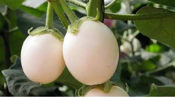 懵逼是什么梗，什么意思？