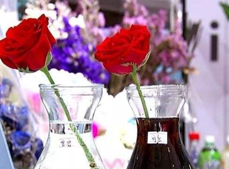 可乐兑水养花能延长花期是真的吗？