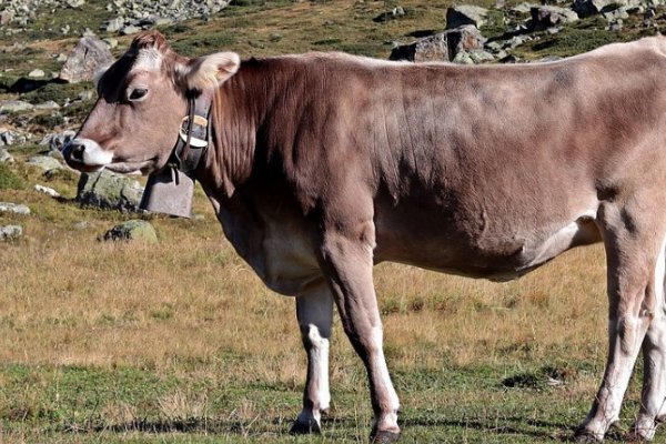 盛延必散打一动物