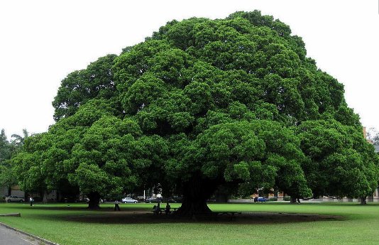 榕树的特点是什么？