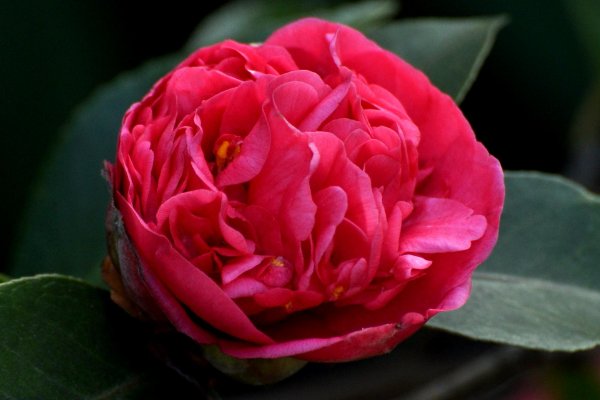 camellia寓意什么