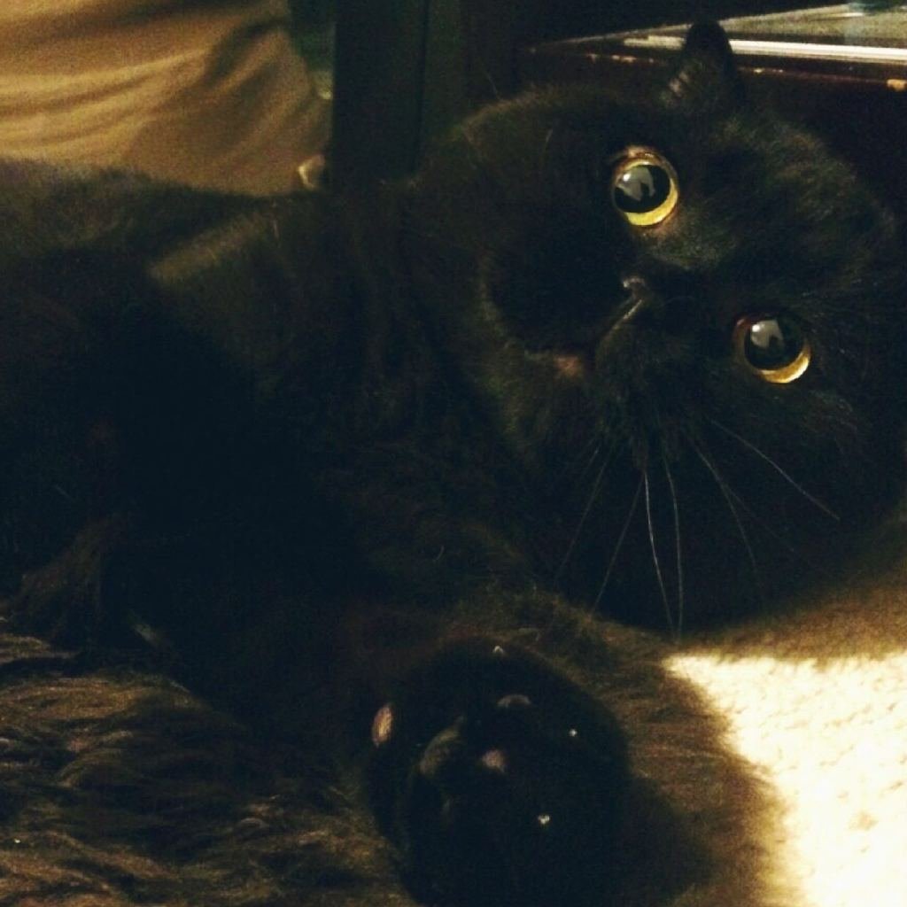 羽羽幽的主要作品