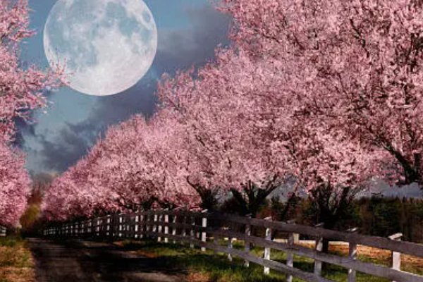 月下花前下一句