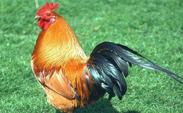 火上添油是指什么生肖的动物