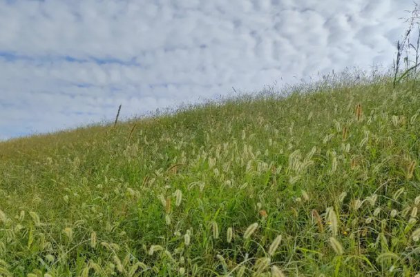 山坡上长着一大片什么的小草