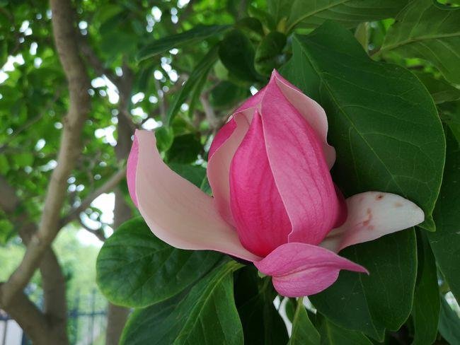 紫玉兰花的特点