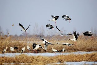 东方白鹳撞树致嘴基部骨折,东方白鹳是一种什么生物?