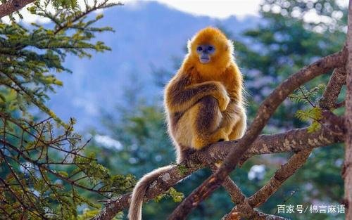 属猴的是几几年出生的？