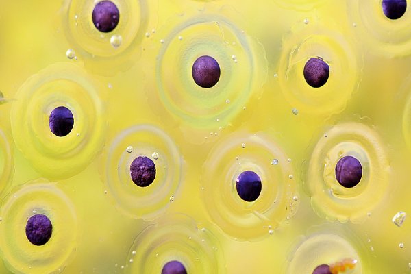 卵的拼音是什么