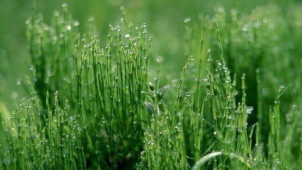 小草有怎样精神