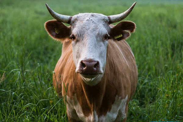 在牛眼里看到什么颜色