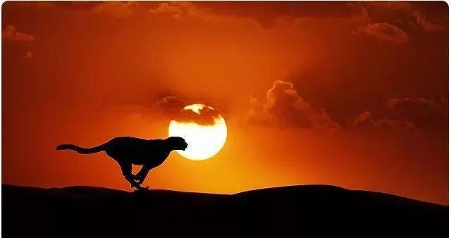 “君子豹变”是什么意思?有什么典故呢?