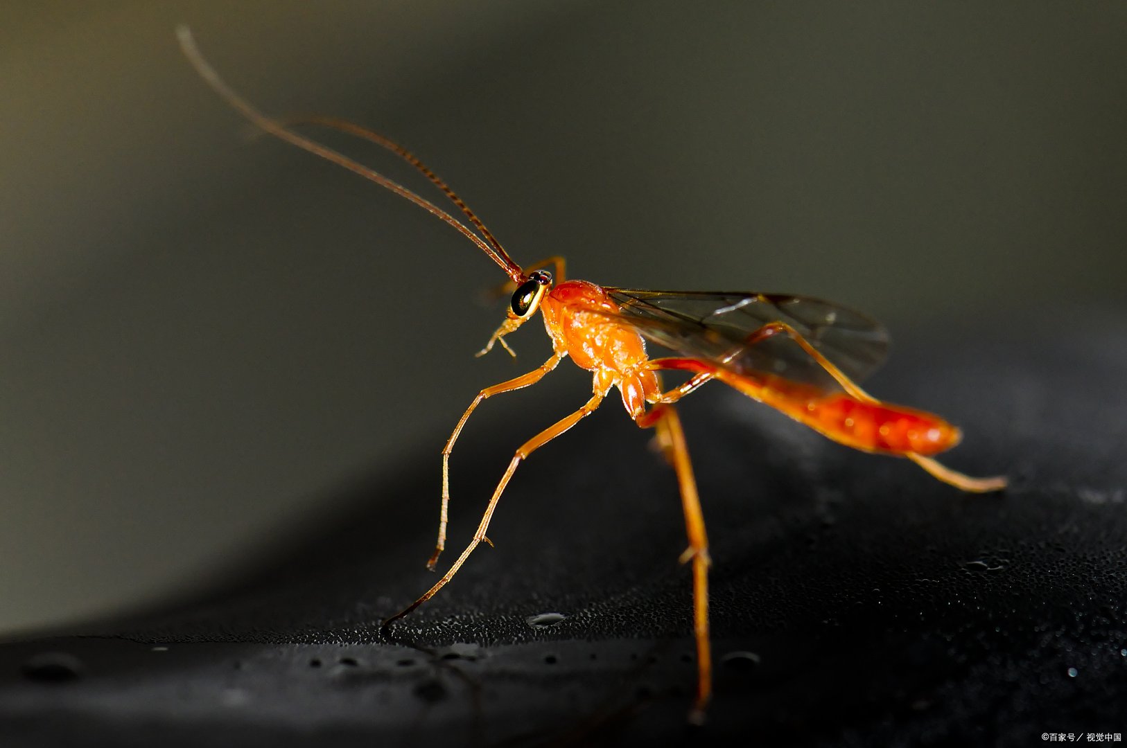 可口可乐公司遭黑客入侵，161GB数据被窃取，黑客意欲何为？